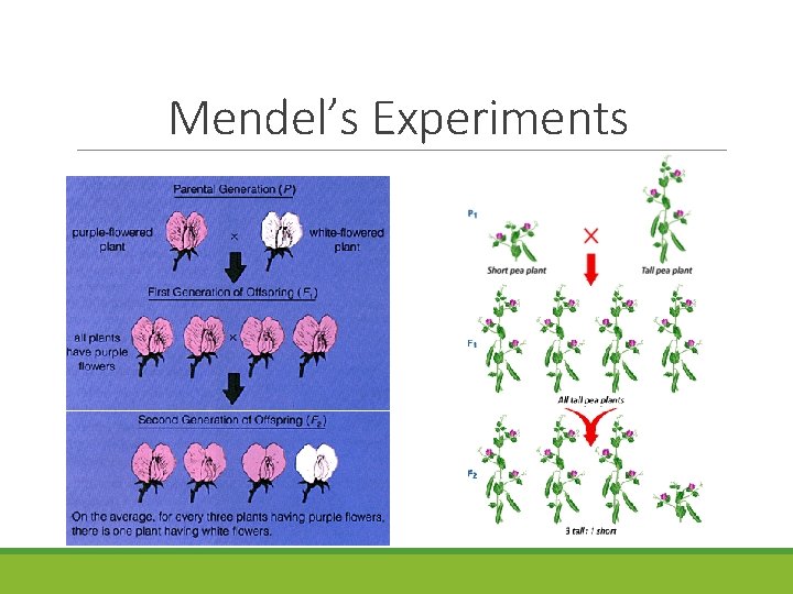 Mendel’s Experiments 