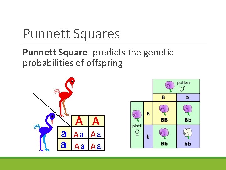 Punnett Squares Punnett Square: predicts the genetic probabilities of offspring 