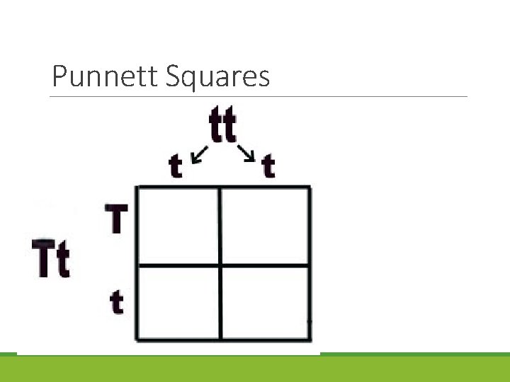 Punnett Squares 