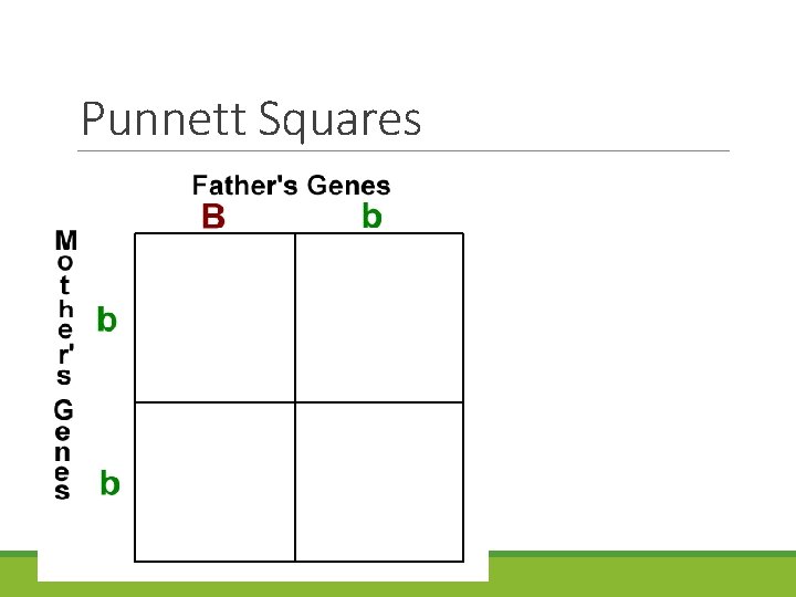 Punnett Squares 