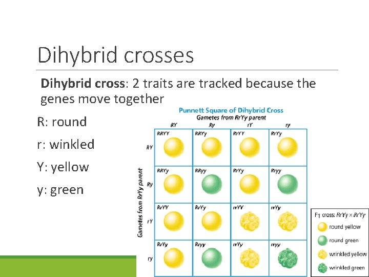 Dihybrid crosses Dihybrid cross: 2 traits are tracked because the genes move together R: