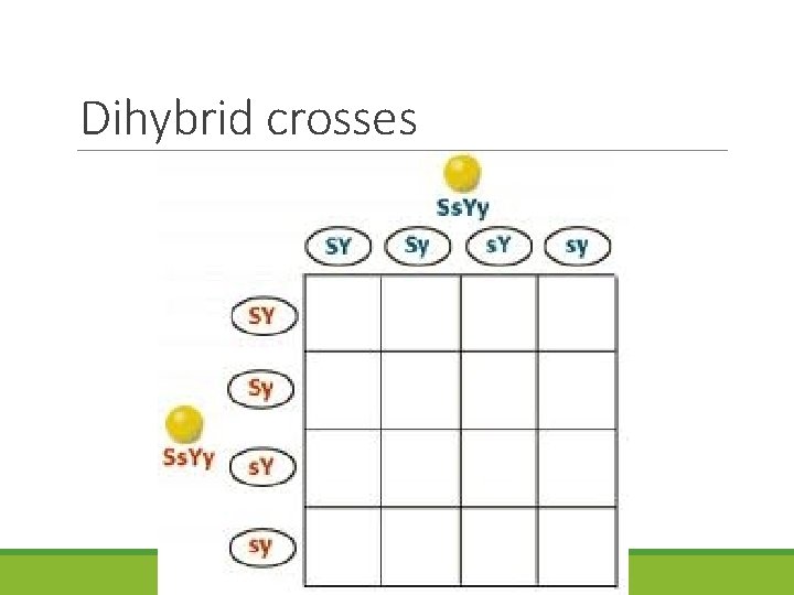 Dihybrid crosses 