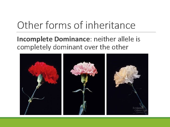 Other forms of inheritance Incomplete Dominance: neither allele is completely dominant over the other