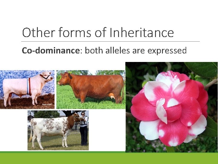 Other forms of Inheritance Co-dominance: both alleles are expressed 