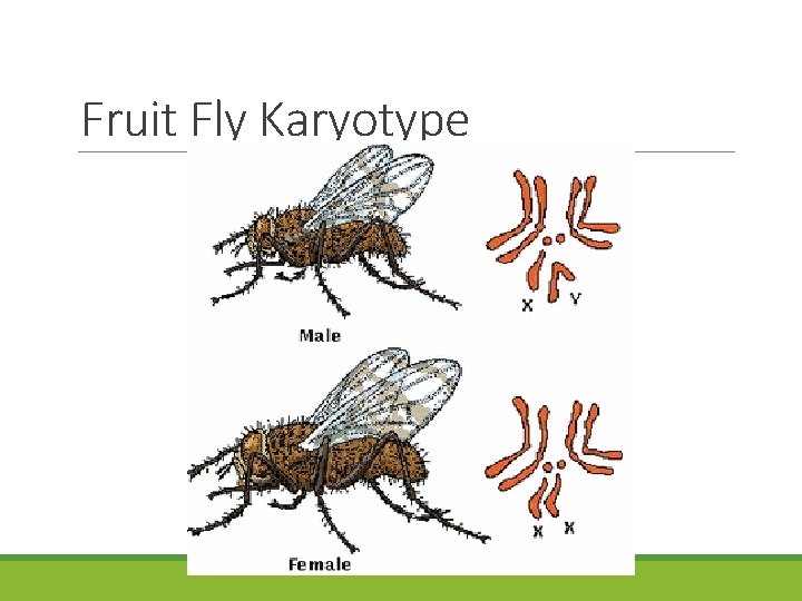 Fruit Fly Karyotype 