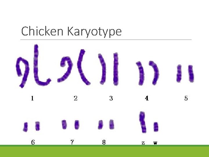 Chicken Karyotype 