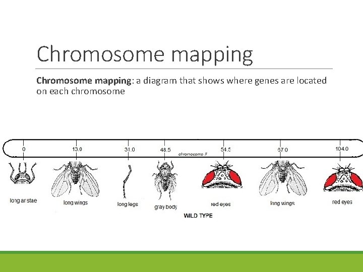 Chromosome mapping: a diagram that shows where genes are located on each chromosome 