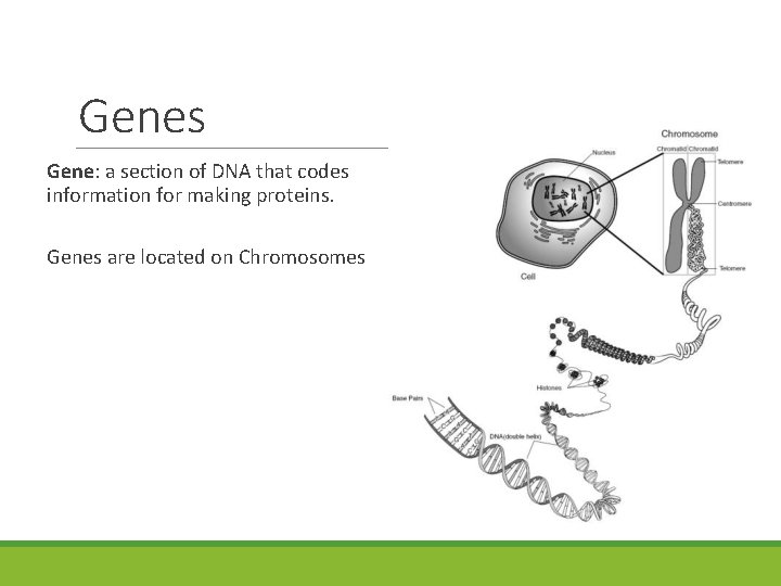 Genes Gene: a section of DNA that codes information for making proteins. Genes are