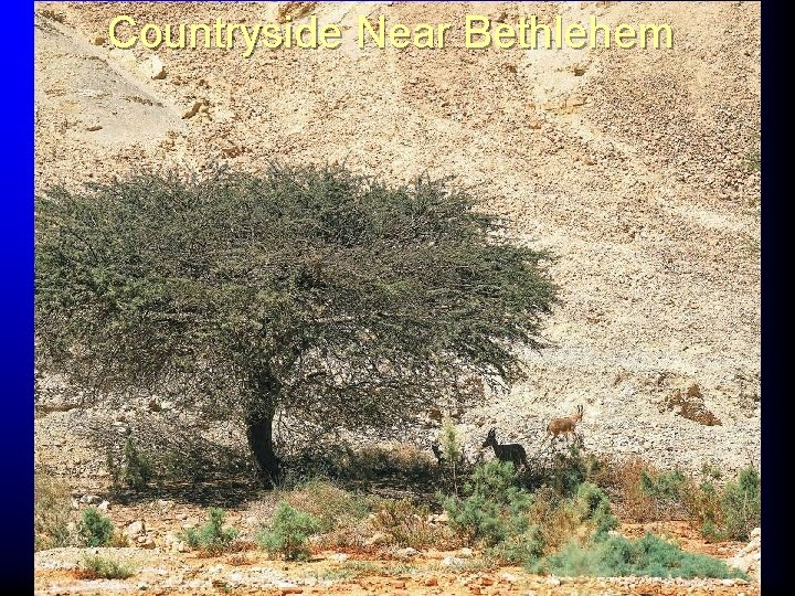 Countryside Near Bethlehem 