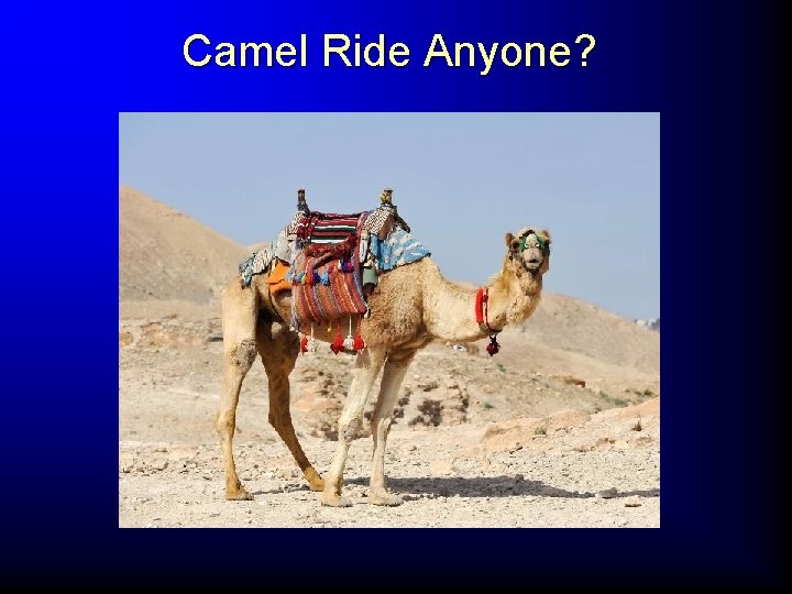 Camel Ride Anyone? 