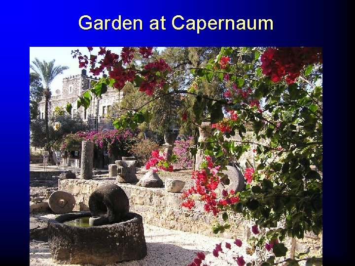 Garden at Capernaum 