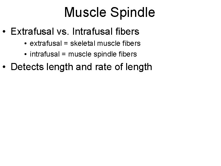 Muscle Spindle • Extrafusal vs. Intrafusal fibers • extrafusal = skeletal muscle fibers •