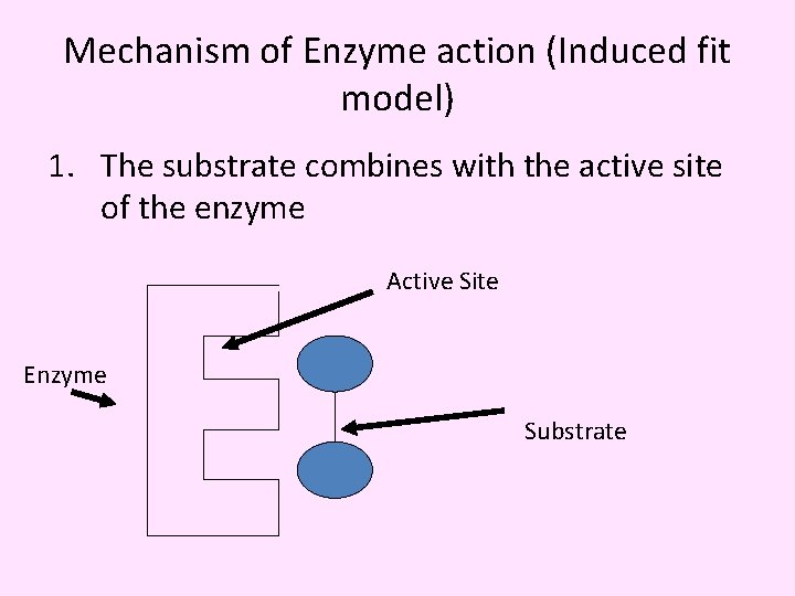 Mechanism of Enzyme action (Induced fit model) 1. The substrate combines with the active