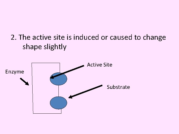 2. The active site is induced or caused to change shape slightly Enzyme Active
