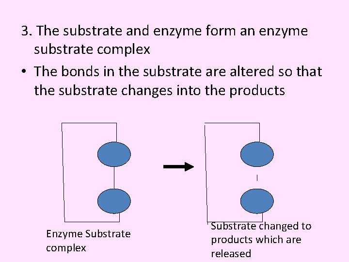 3. The substrate and enzyme form an enzyme substrate complex • The bonds in