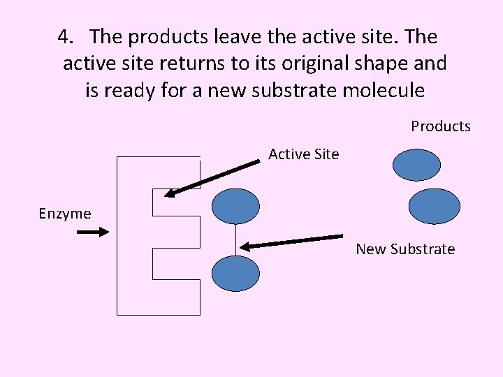 4. The products leave the active site. The active site returns to its original