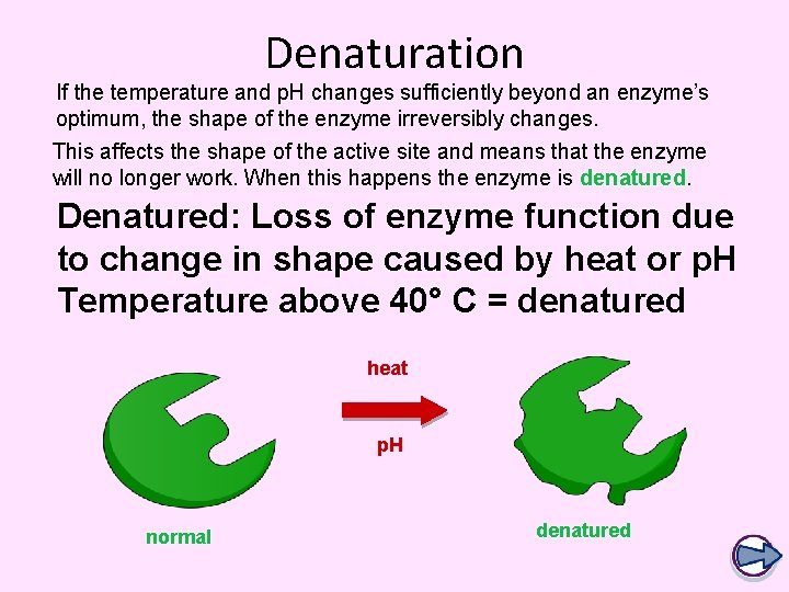 Denaturation If the temperature and p. H changes sufficiently beyond an enzyme’s optimum, the