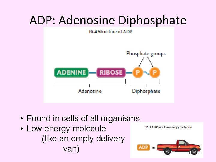 ADP: Adenosine Diphosphate • Found in cells of all organisms • Low energy molecule