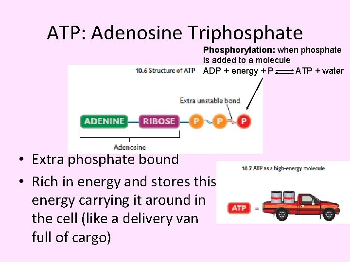 ATP: Adenosine Triphosphate Phosphorylation: when phosphate is added to a molecule ADP + energy