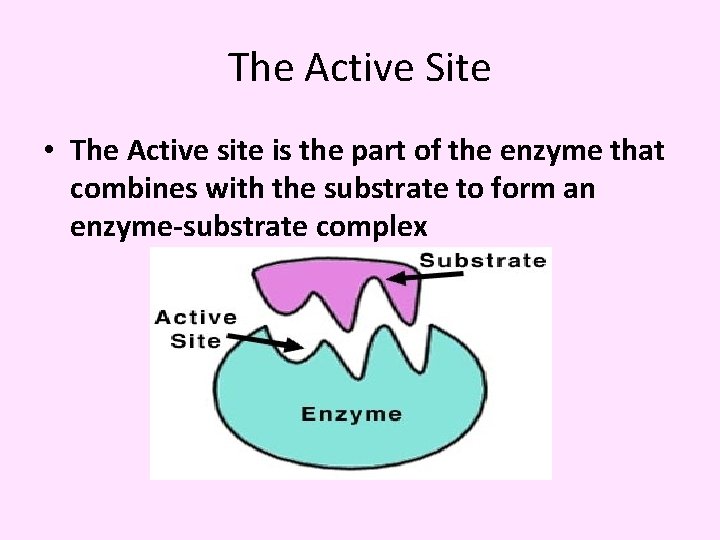 The Active Site • The Active site is the part of the enzyme that