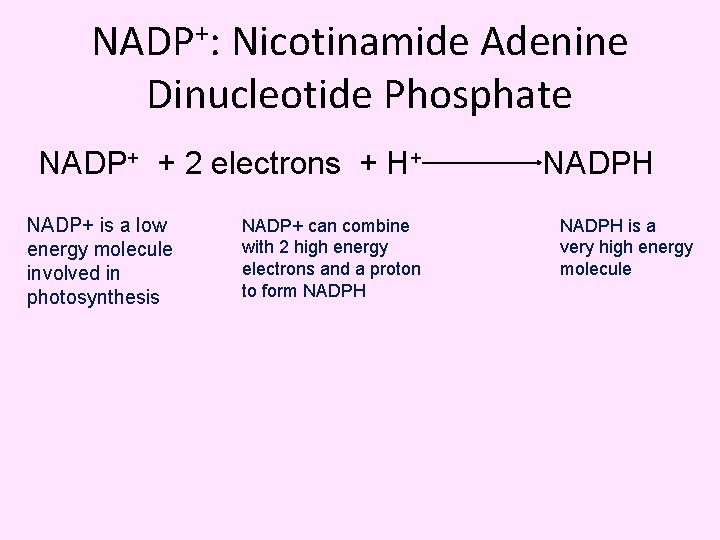 NADP+: Nicotinamide Adenine Dinucleotide Phosphate NADP+ + 2 electrons + H+ NADP+ is a