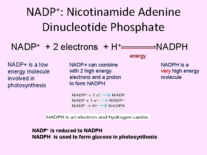 NADP+: Nicotinamide Adenine Dinucleotide Phosphate NADP+ + 2 electrons + H+ NADPH energy NADP+