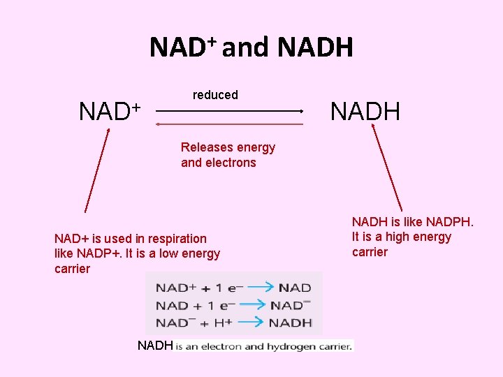 NAD+ and NADH NAD+ reduced NADH Releases energy and electrons NAD+ is used in