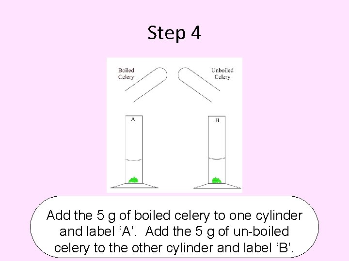 Step 4 Add the 5 g of boiled celery to one cylinder and label