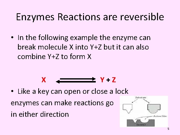 Enzymes Reactions are reversible • In the following example the enzyme can break molecule