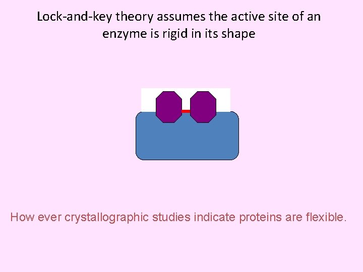 Lock-and-key theory assumes the active site of an enzyme is rigid in its shape
