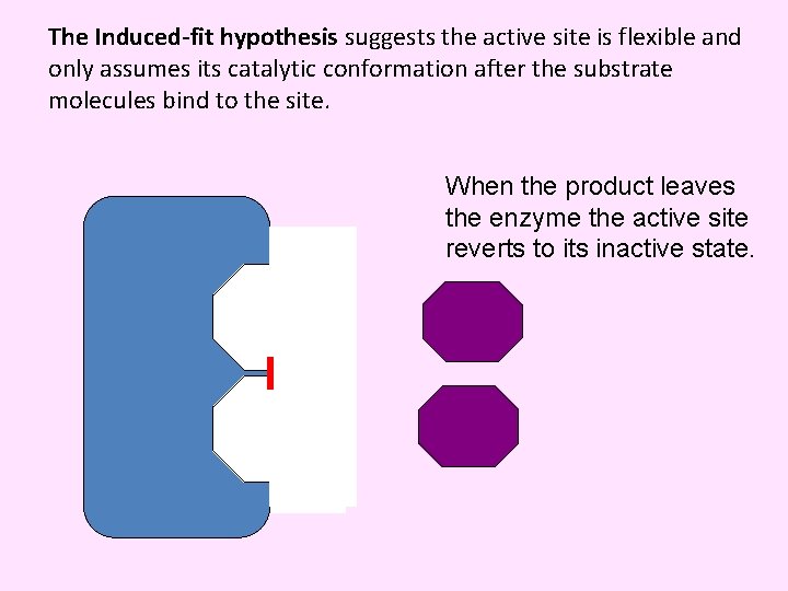 The Induced-fit hypothesis suggests the active site is flexible and only assumes its catalytic