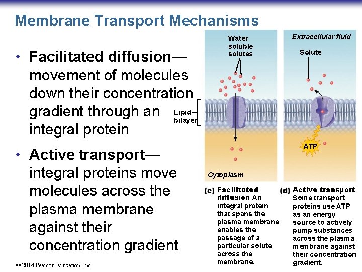 Membrane Transport Mechanisms • Facilitated diffusion— movement of molecules down their concentration gradient through