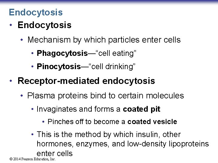 Endocytosis • Mechanism by which particles enter cells • Phagocytosis—“cell eating” • Pinocytosis—“cell drinking”