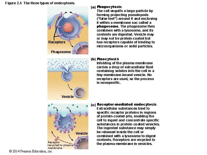 Figure 2. 4 The three types of endocytosis. Phagocytosis The cell engulfs a large