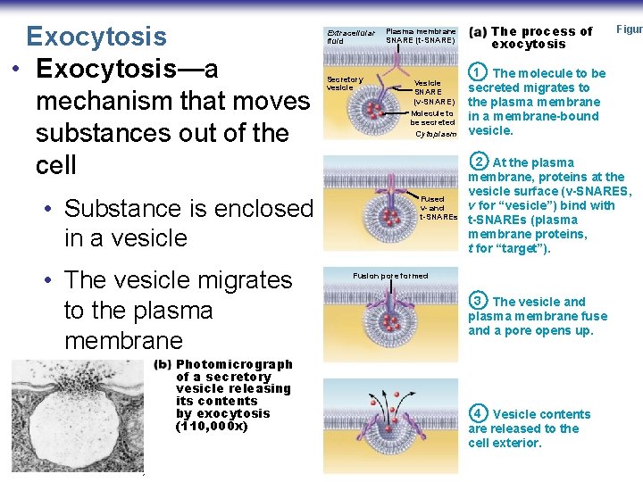 Exocytosis • Exocytosis—a mechanism that moves substances out of the cell • Substance is