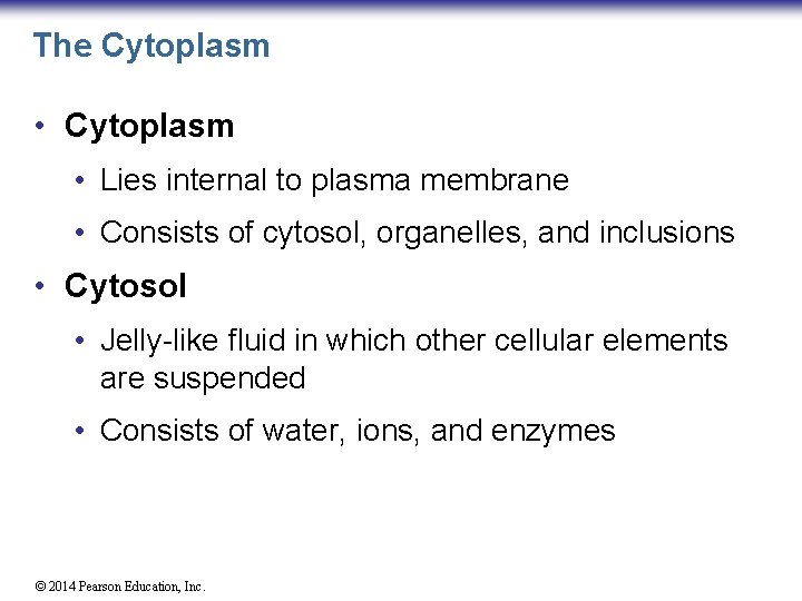 The Cytoplasm • Cytoplasm • Lies internal to plasma membrane • Consists of cytosol,