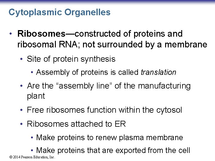 Cytoplasmic Organelles • Ribosomes—constructed of proteins and ribosomal RNA; not surrounded by a membrane