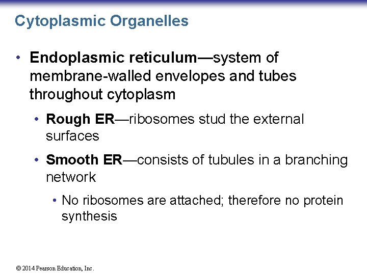 Cytoplasmic Organelles • Endoplasmic reticulum—system of membrane-walled envelopes and tubes throughout cytoplasm • Rough