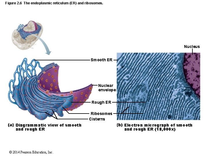 Figure 2. 6 The endoplasmic reticulum (ER) and ribosomes. Nucleus Smooth ER Nuclear envelope