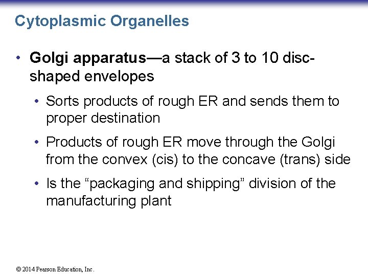 Cytoplasmic Organelles • Golgi apparatus—a stack of 3 to 10 discshaped envelopes • Sorts