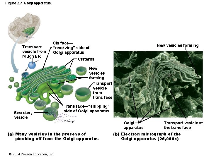 Figure 2. 7 Golgi apparatus. Transport vesicle from rough ER Cis face— “receiving” side