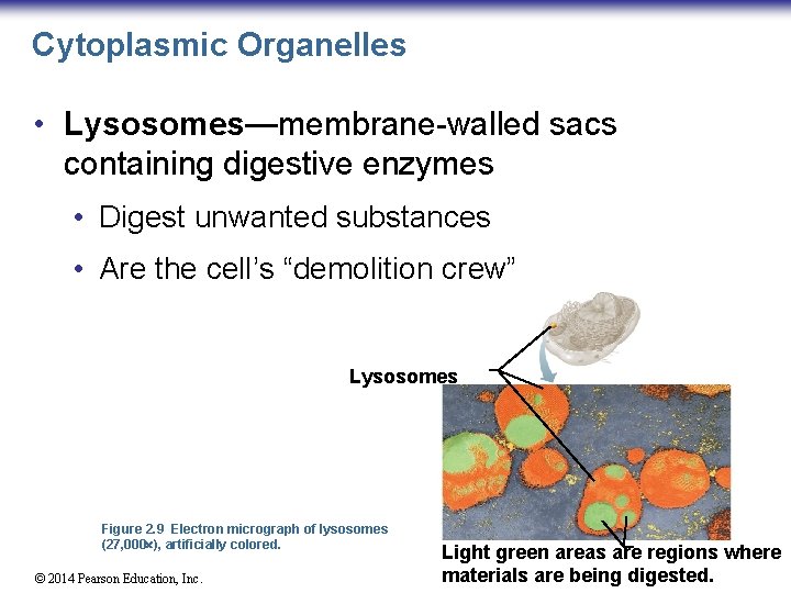 Cytoplasmic Organelles • Lysosomes—membrane-walled sacs containing digestive enzymes • Digest unwanted substances • Are
