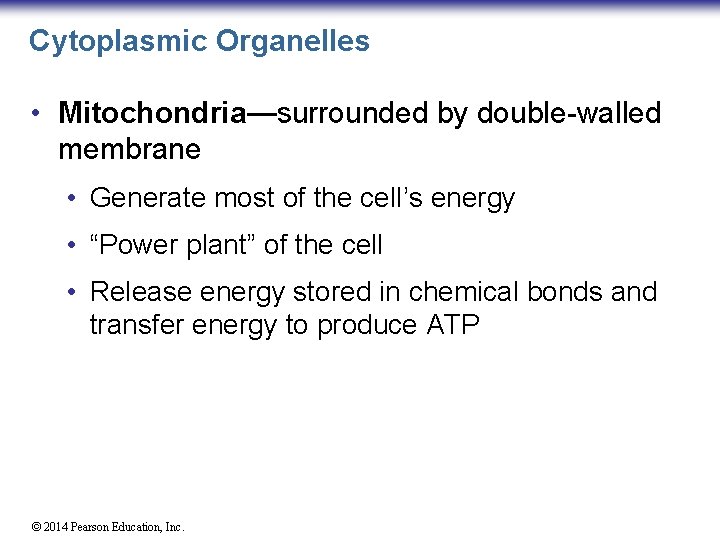 Cytoplasmic Organelles • Mitochondria—surrounded by double-walled membrane • Generate most of the cell’s energy