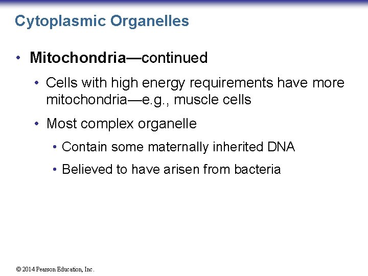 Cytoplasmic Organelles • Mitochondria—continued • Cells with high energy requirements have more mitochondria—e. g.