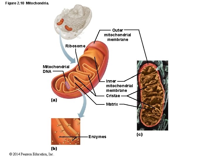 Figure 2. 10 Mitochondria. Outer mitochondrial membrane Ribosome Mitochondrial DNA Inner mitochondrial membrane Cristae
