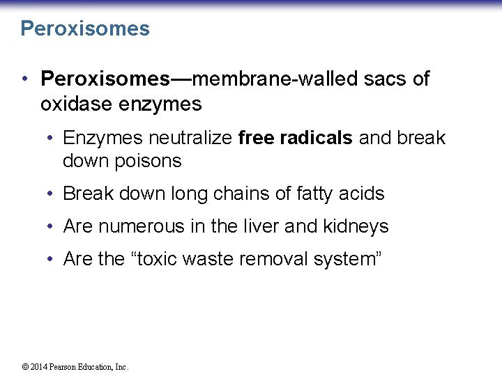 Peroxisomes • Peroxisomes—membrane-walled sacs of oxidase enzymes • Enzymes neutralize free radicals and break