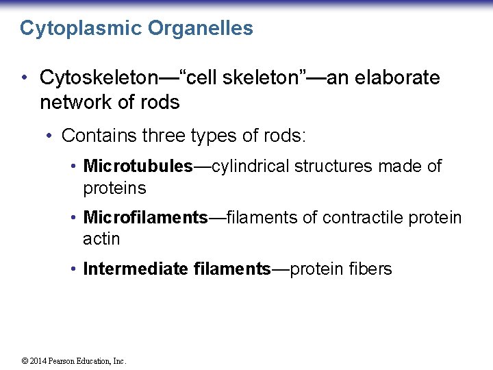 Cytoplasmic Organelles • Cytoskeleton—“cell skeleton”—an elaborate network of rods • Contains three types of