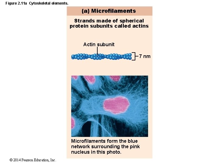 Figure 2. 11 a Cytoskeletal elements. Microfilaments Strands made of spherical protein subunits called