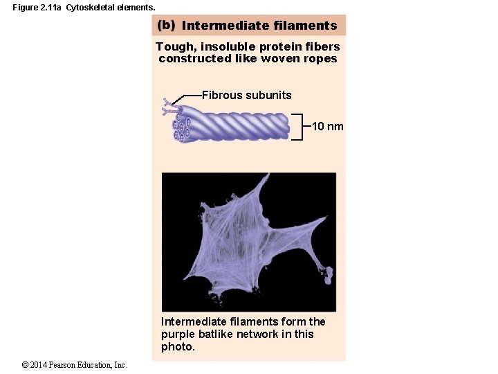 Figure 2. 11 a Cytoskeletal elements. Intermediate filaments Tough, insoluble protein fibers constructed like