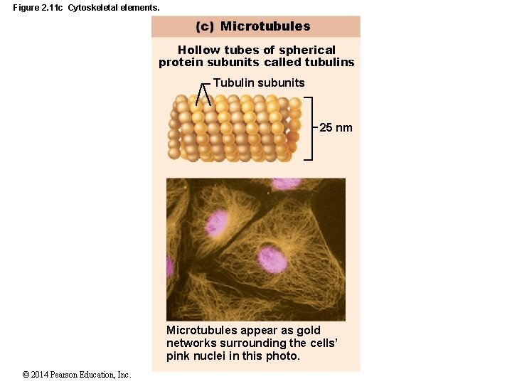 Figure 2. 11 c Cytoskeletal elements. Microtubules Hollow tubes of spherical protein subunits called